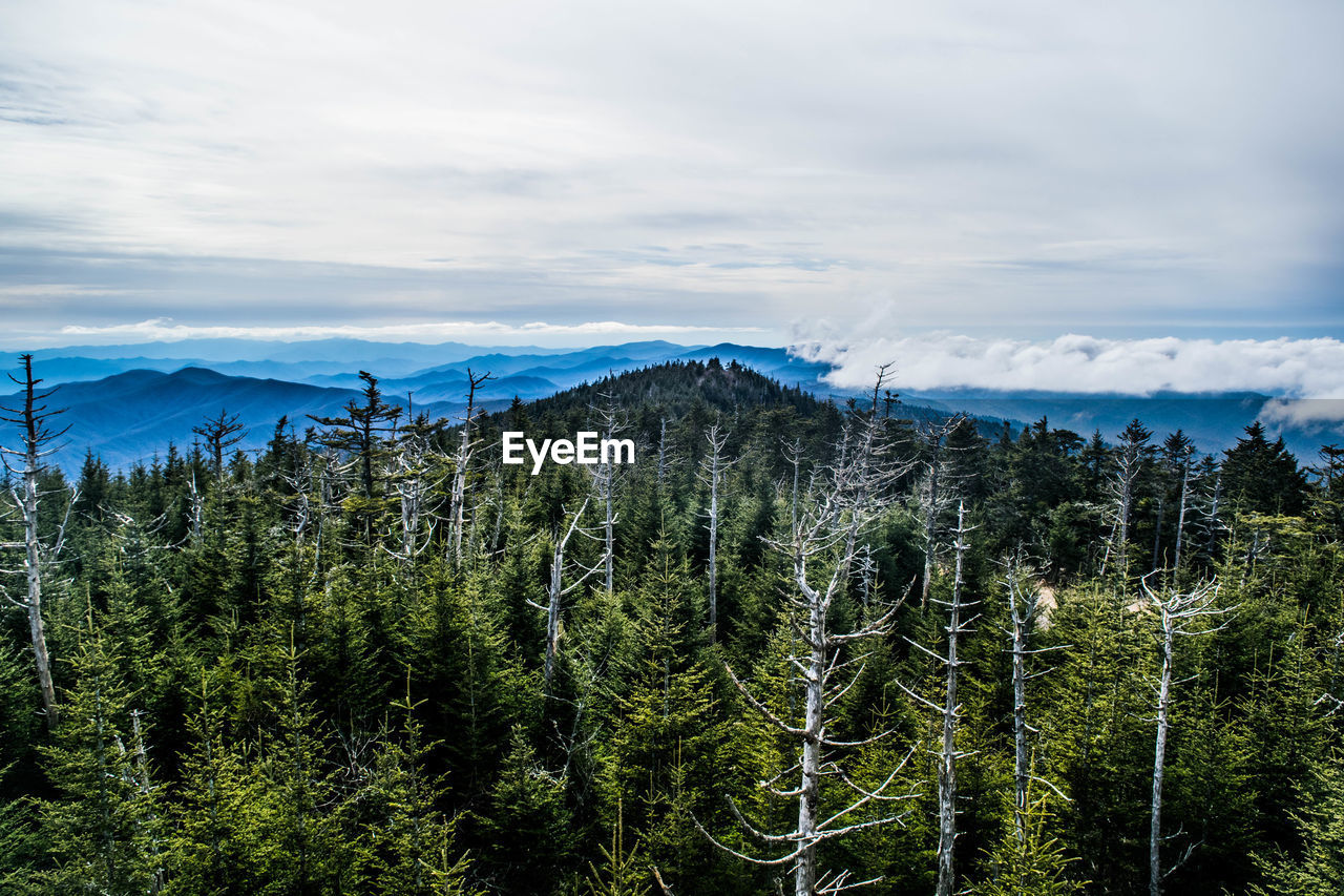 Pine trees in forest against cloudy sky