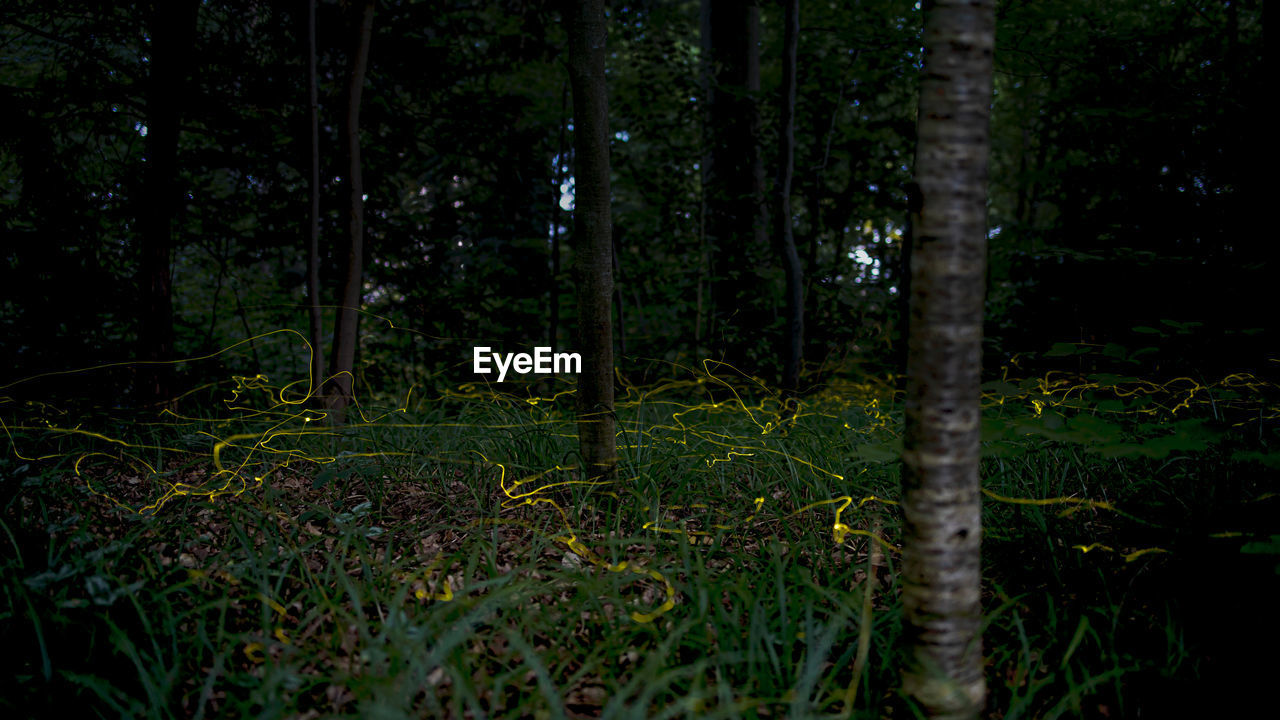 VIEW OF TREES IN FOREST