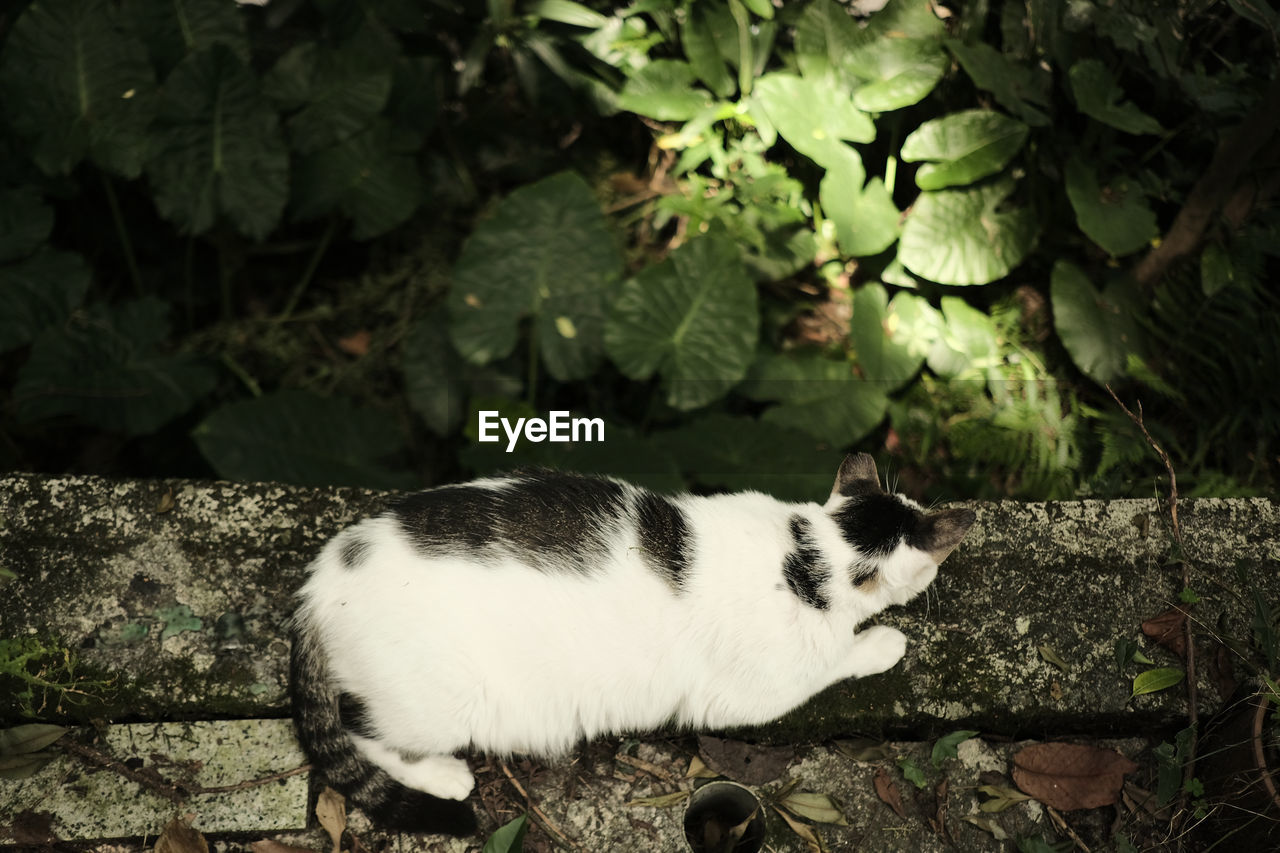 CAT RELAXING IN A GREEN PLANT