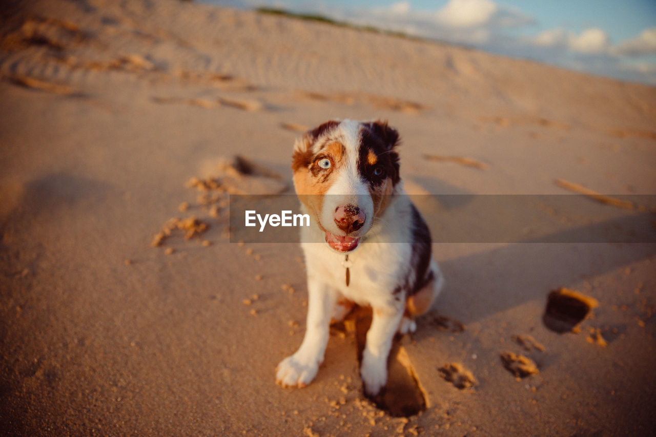 PORTRAIT OF DOG LYING ON SAND