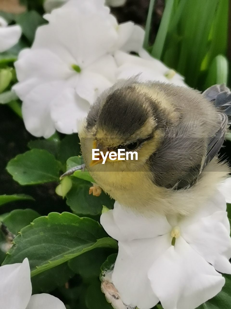 CLOSE-UP OF A BIRD IN A FLOWER