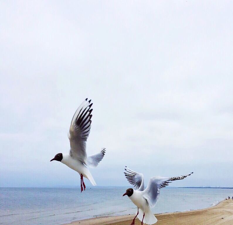 Close-up of seagulls flying on beach