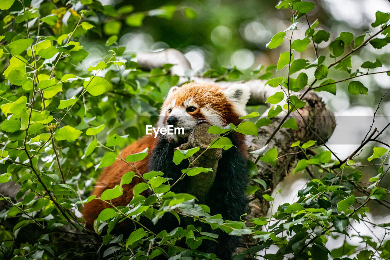 Red panda relaxing in a tree.