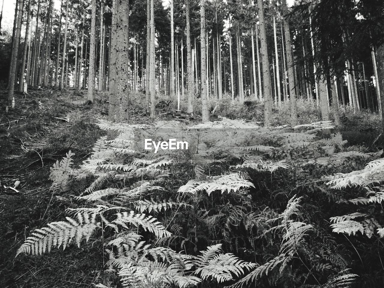 TREES GROWING ON FIELD