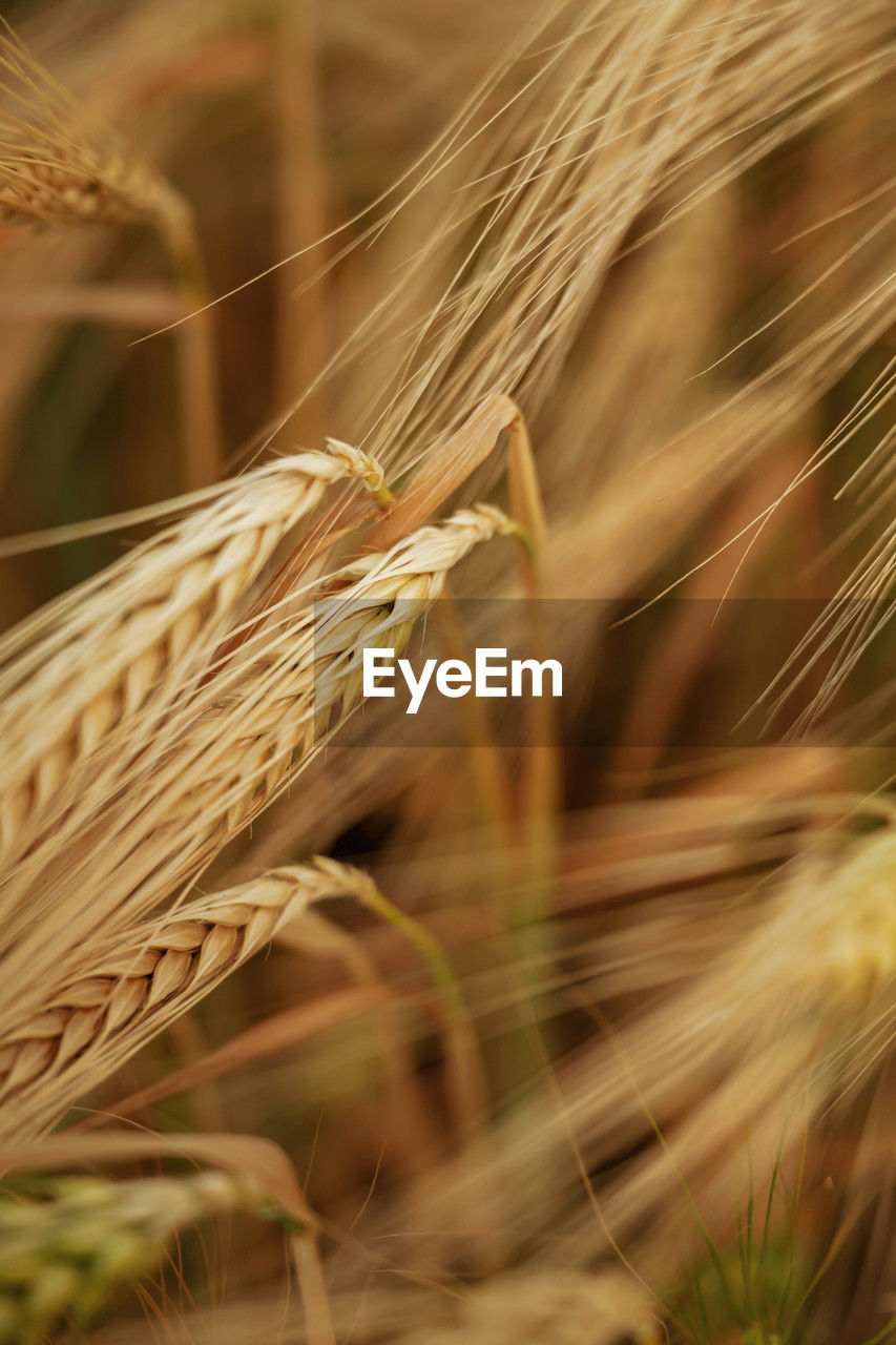 agriculture, crop, cereal plant, food, plant, rural scene, wheat, field, landscape, close-up, growth, nature, barley, land, farm, food and drink, food grain, summer, rye, beauty in nature, gold, extreme close-up, no people, ripe, backgrounds, seed, macro, environment, harvesting, selective focus, organic, hordeum, plant stem, outdoors, yellow, whole grain, cultivated, vegetable, grass, corn, focus on foreground, freshness, cereal, whole wheat, einkorn wheat, brown