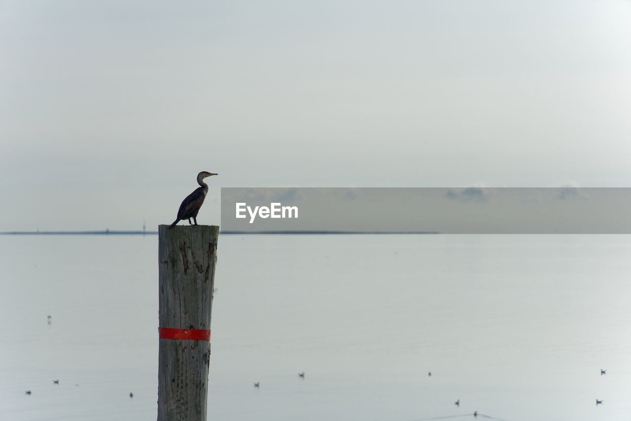 bird, animal themes, animal wildlife, animal, wildlife, perching, water, sky, nature, one animal, post, wooden post, sea, no people, beauty in nature, day, copy space, wood, tranquility, outdoors, pole, tranquil scene, scenics - nature, wind, full length