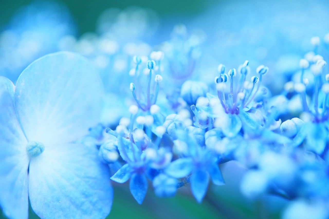 Close-up of flowers against blue sky