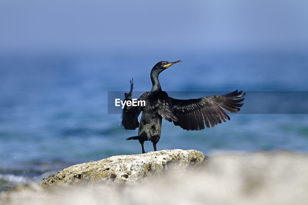 BIRDS FLYING OVER ROCK