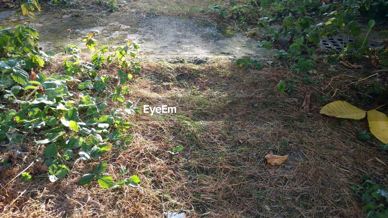 HIGH ANGLE VIEW OF PLANTS GROWING ON FIELD