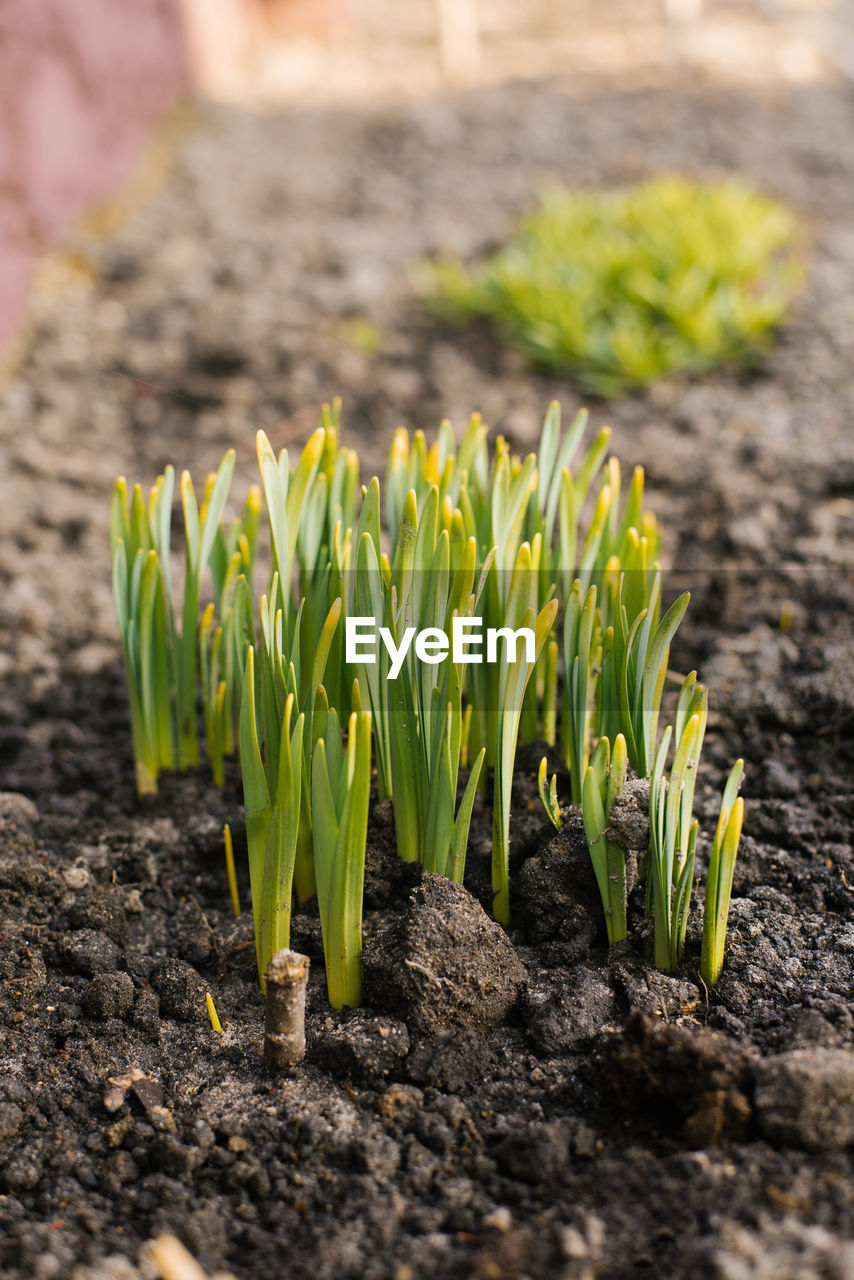 Narcissus sprouts come out of the ground in spring in the garden