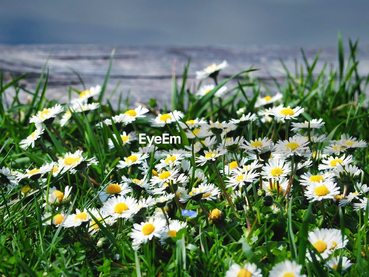 flower, flowering plant, plant, freshness, grass, beauty in nature, nature, meadow, fragility, daisy, field, growth, land, white, yellow, no people, lawn, close-up, flower head, petal, day, grassland, sky, landscape, springtime, prairie, wildflower, outdoors, environment, focus on foreground, inflorescence, plain, natural environment, selective focus, sunlight, tranquility, rural scene, green