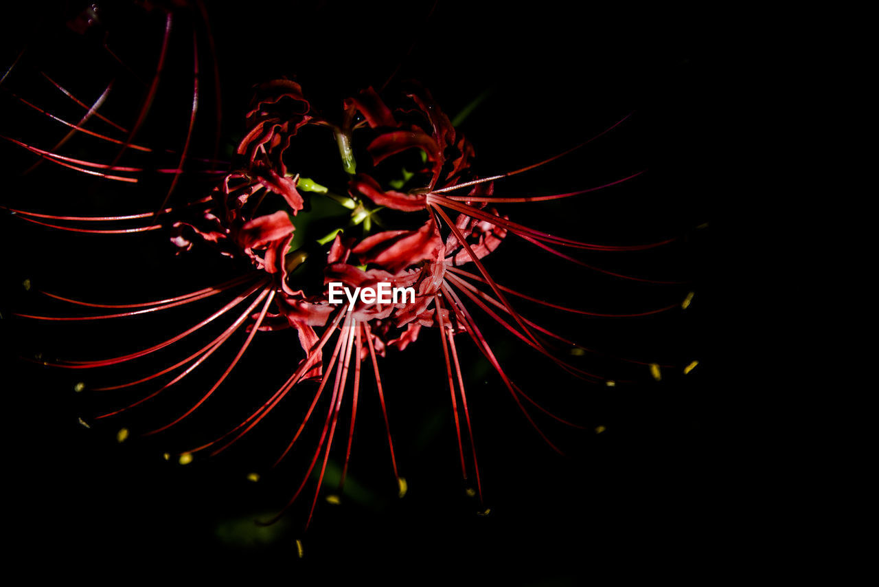 CLOSE-UP OF FIREWORKS IN NIGHT SKY