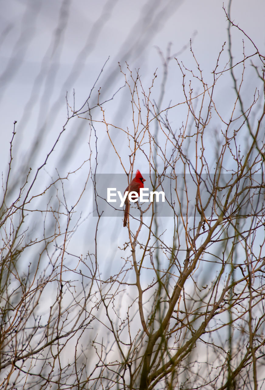 Red cardinal bird in a desert tree in scottsdale, arizona, usa.