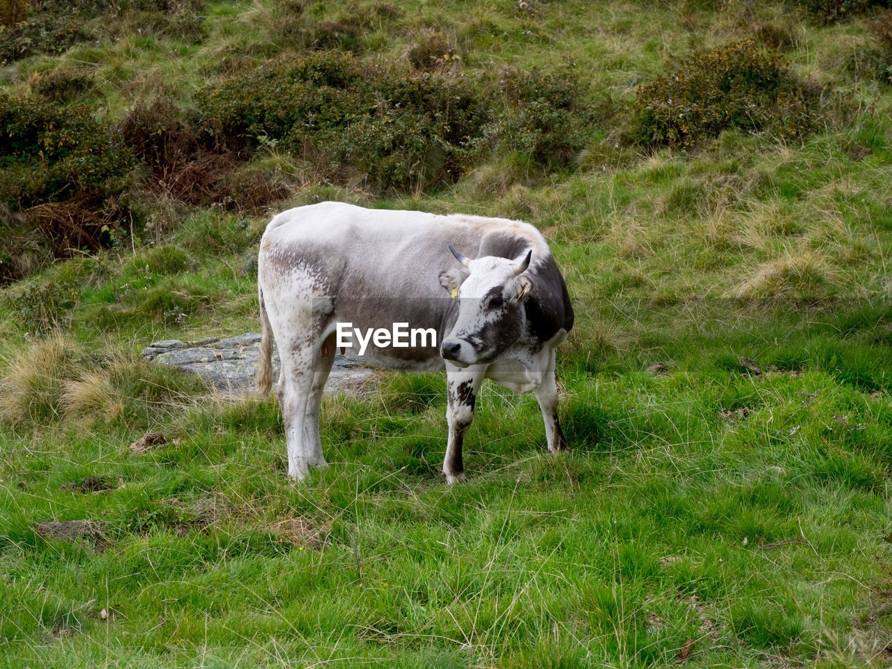 COWS GRAZING IN FIELD