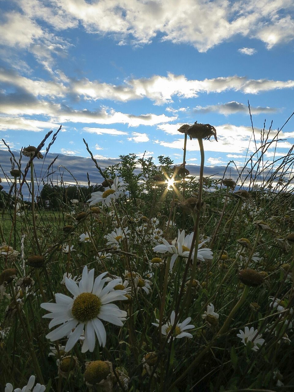 Daises blooming on field against sky