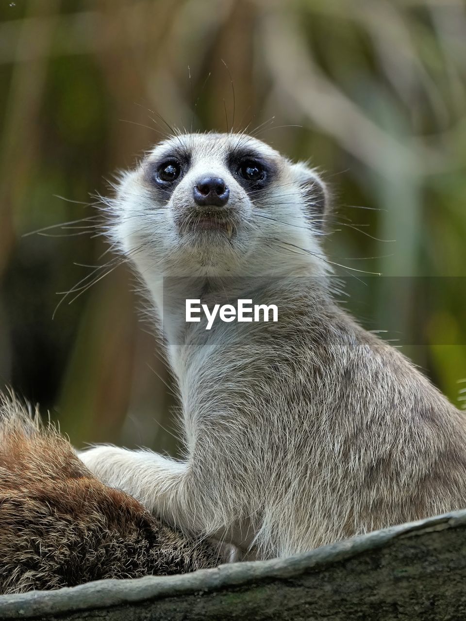 Close-up of meerkat