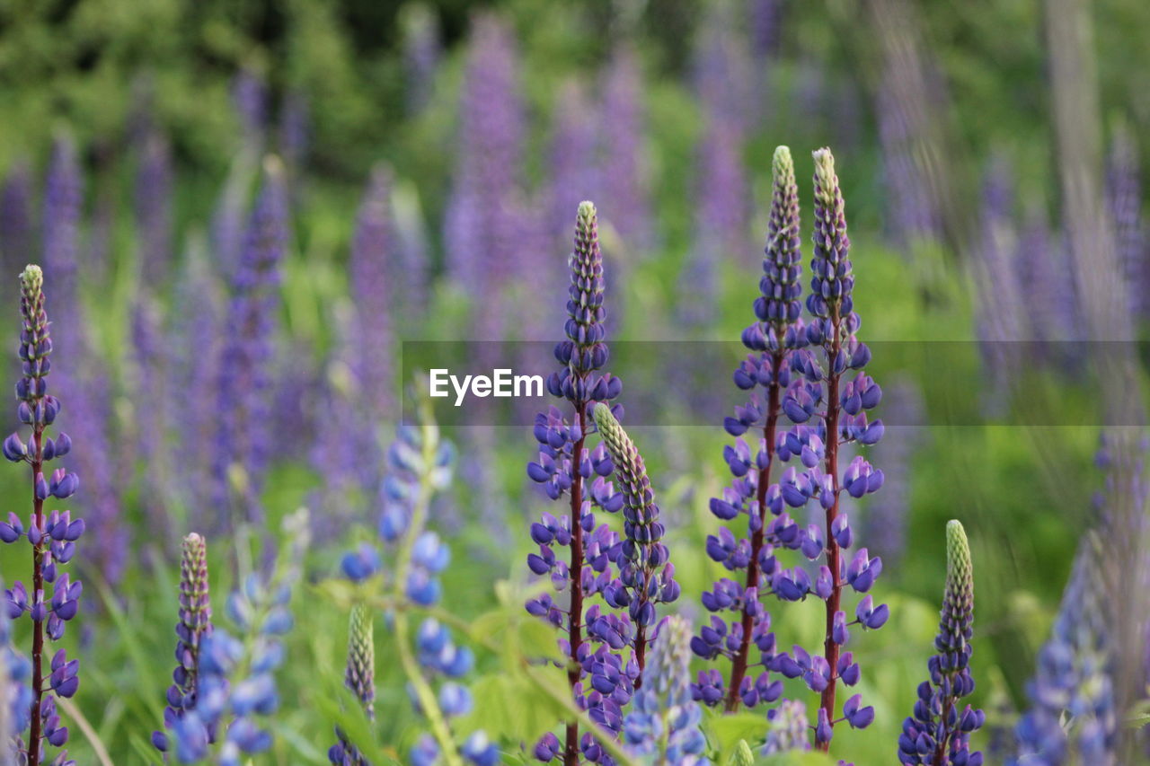 Close-up of flowers blooming in field