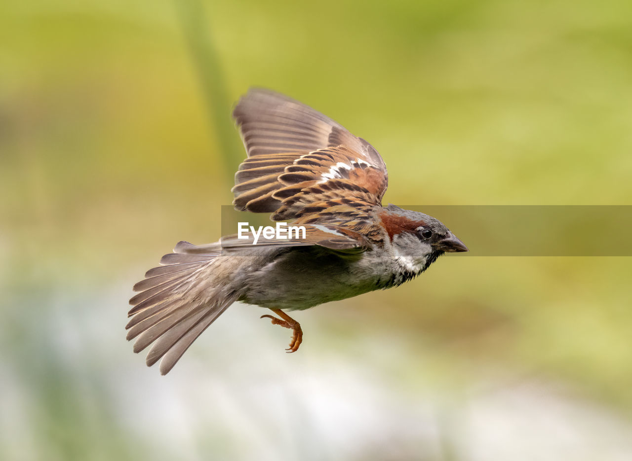 House sparrow in flight on a summer day