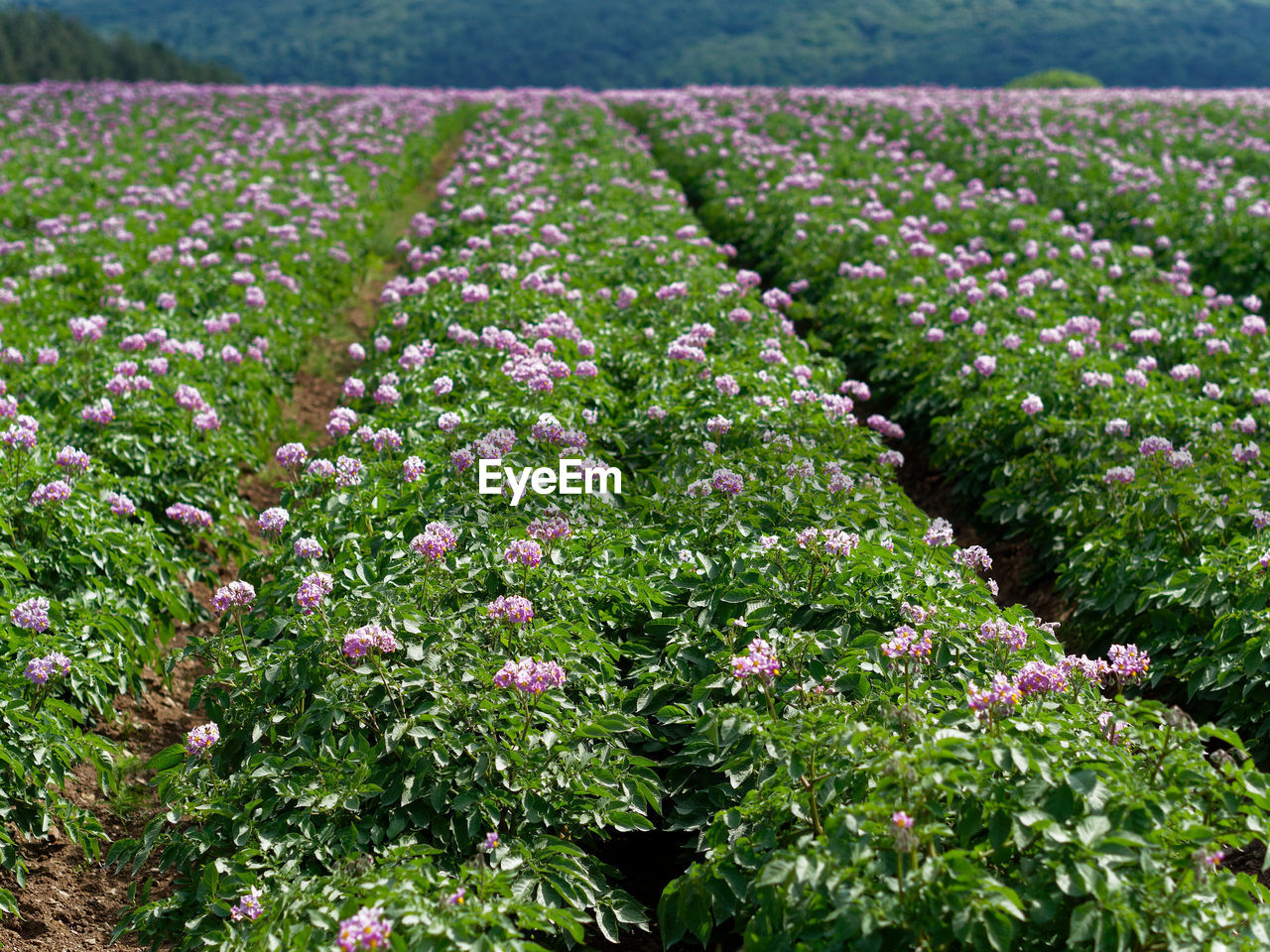 FRESH PURPLE FLOWERING PLANTS IN FIELD