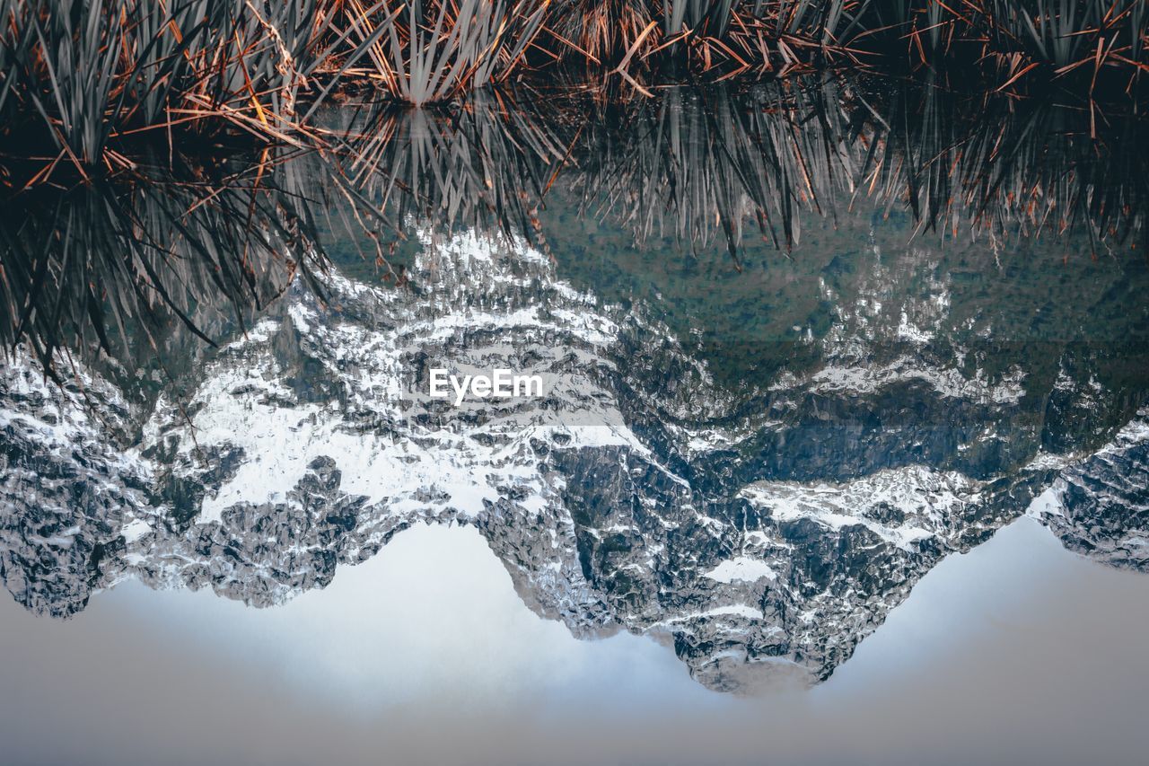 Close-up of frozen trees during winter