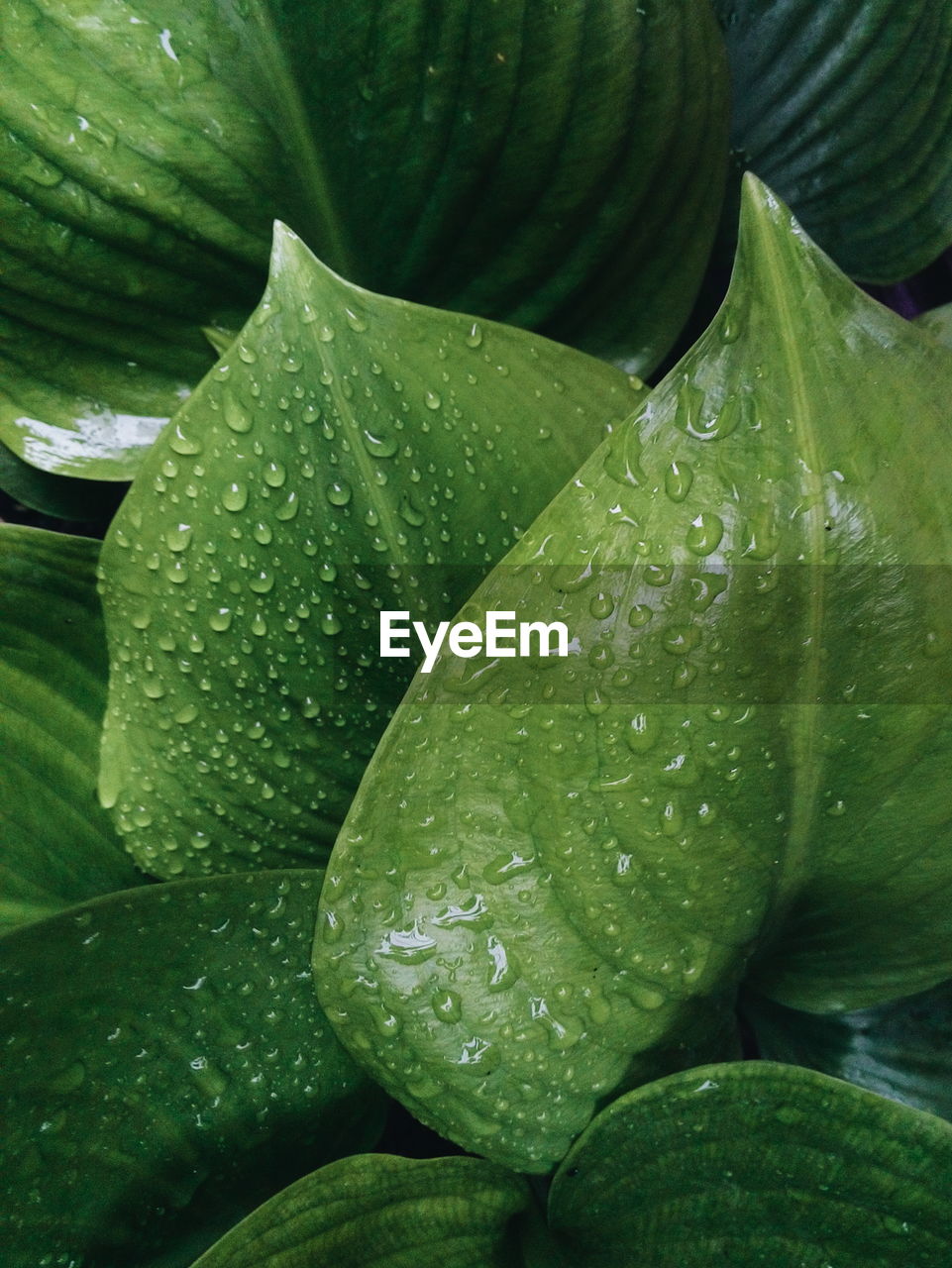 High angle view of water drops on leaves