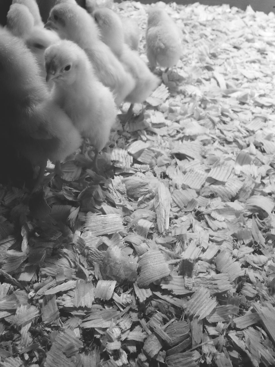 Baby chickens in poultry