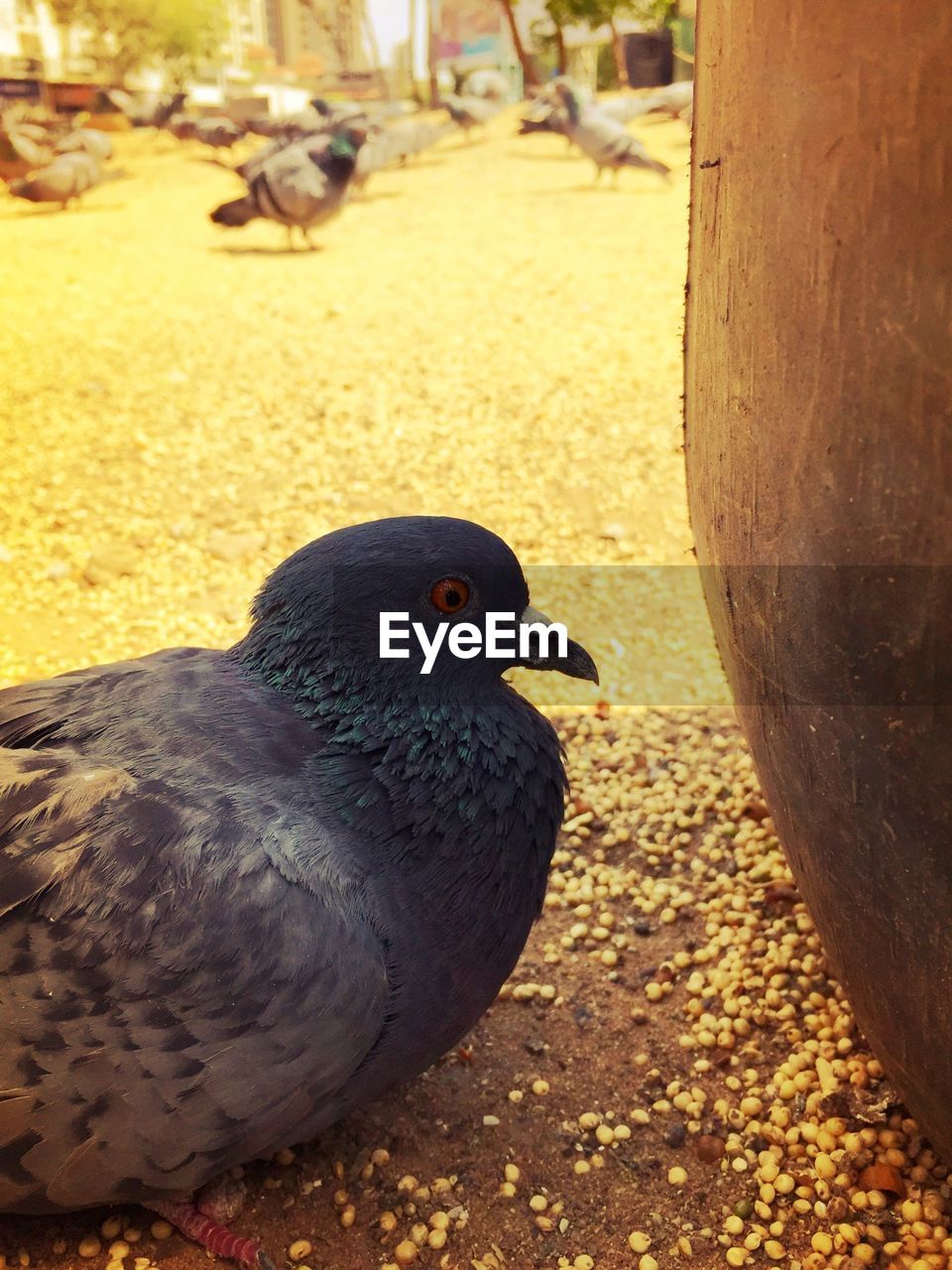 Side view of pigeon outdoors