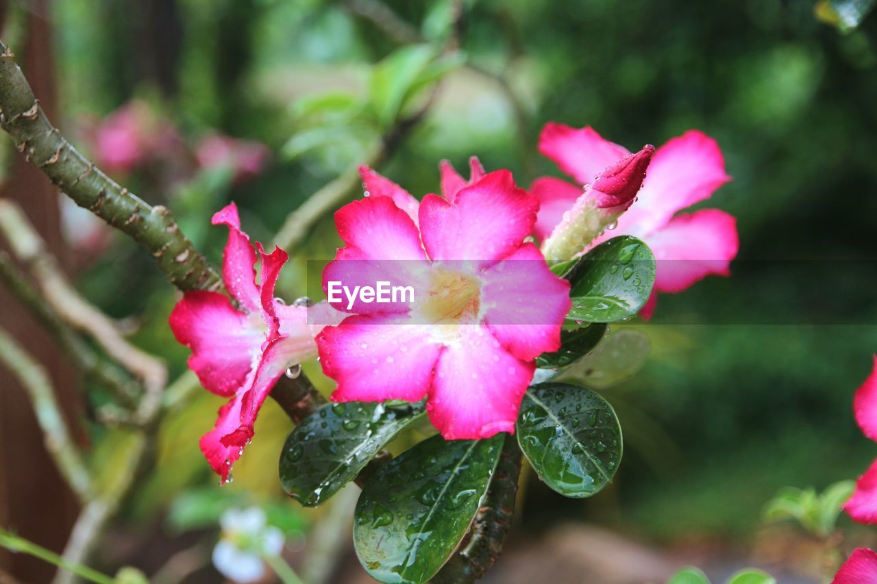 CLOSE-UP OF PINK FLOWERS