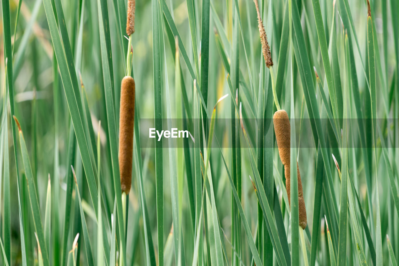 Close-up of grass growing outdoors