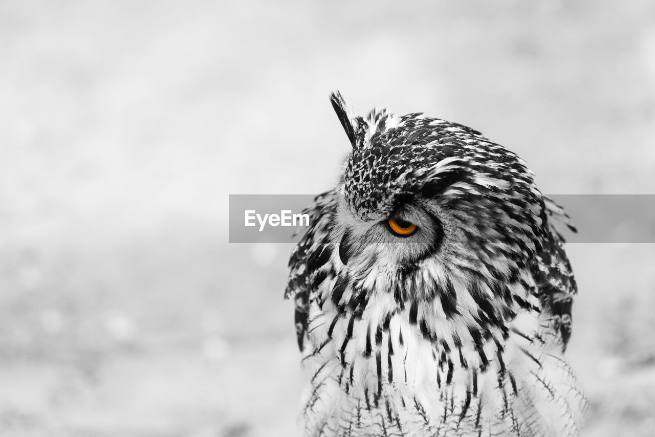 Close-up portrait of bird in snow