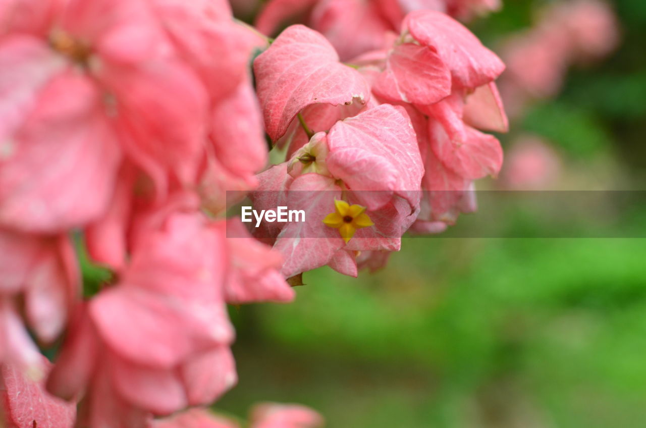 CLOSE-UP OF PINK FLOWERS BLOOMING