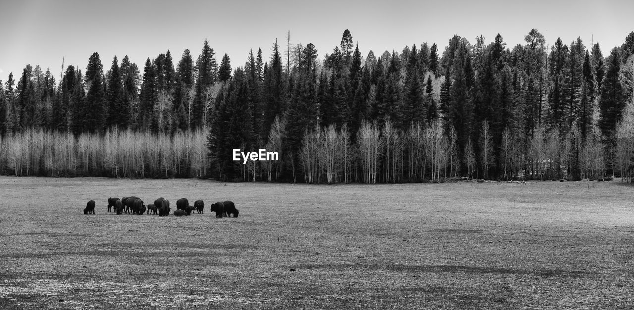 American bison on field against trees