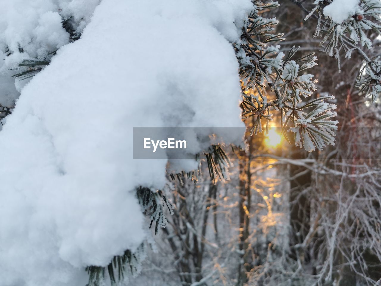 Snow covered pine trees in forest during winter