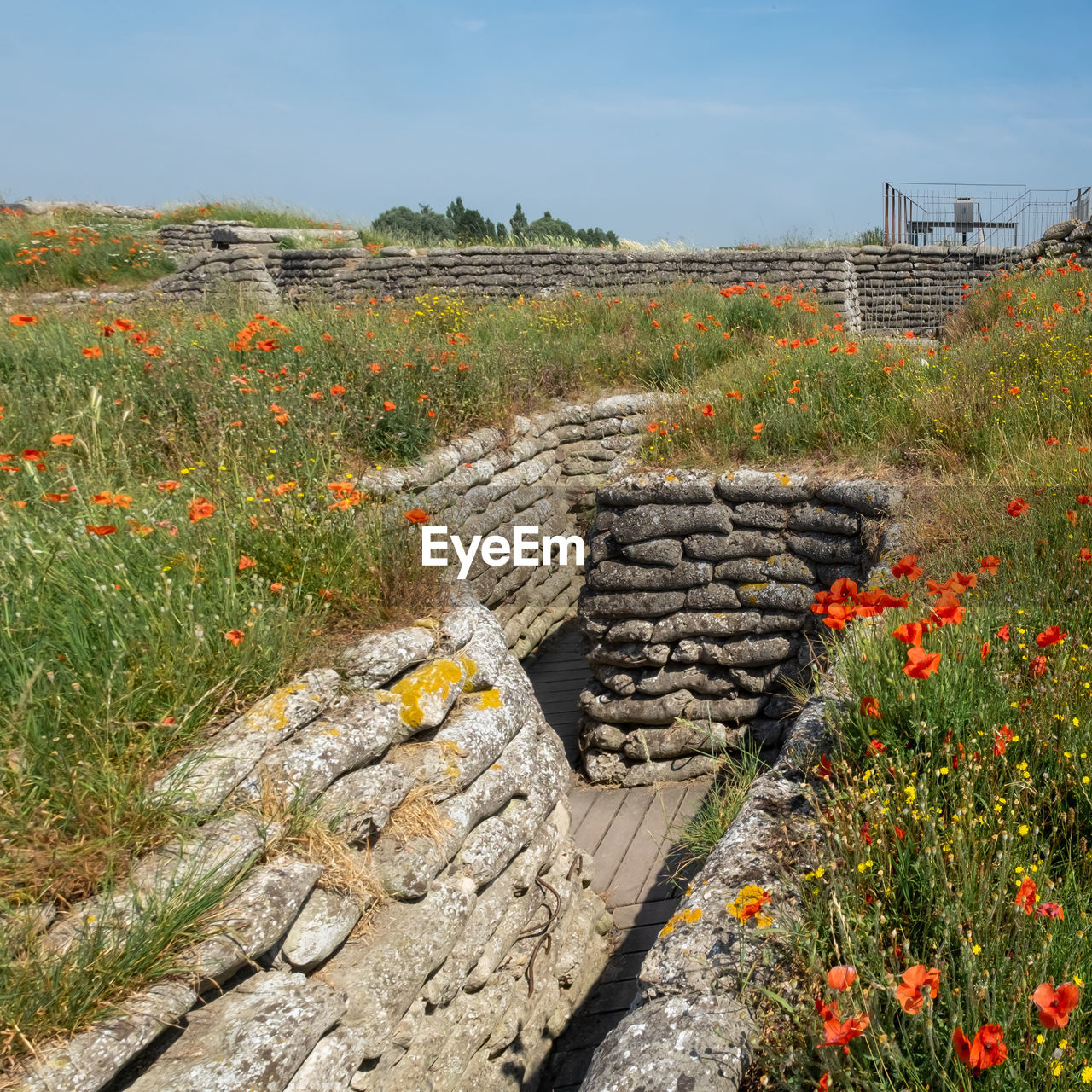 World war i trenches surrounded by poppies.