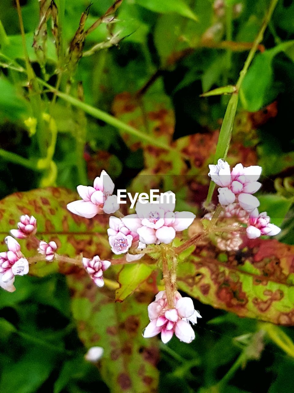 CLOSE-UP OF FLOWERING PLANT