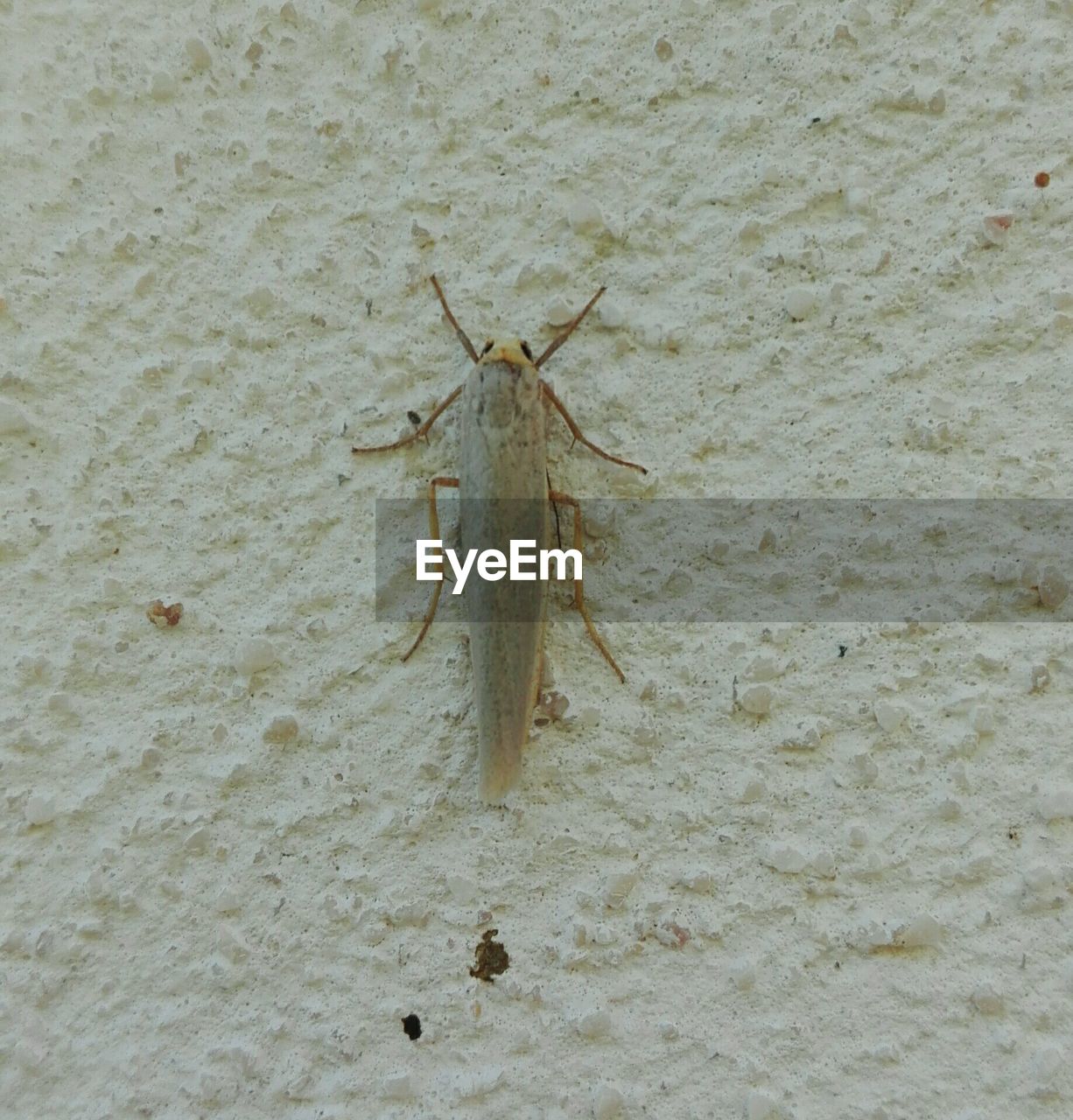 CLOSE-UP OF INSECT ON GROUND