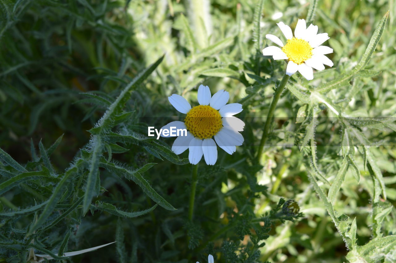 CLOSE-UP OF YELLOW FLOWER