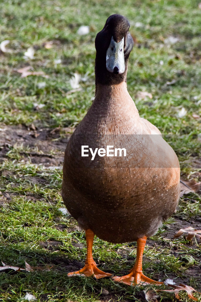 CLOSE-UP OF DUCK ON FIELD