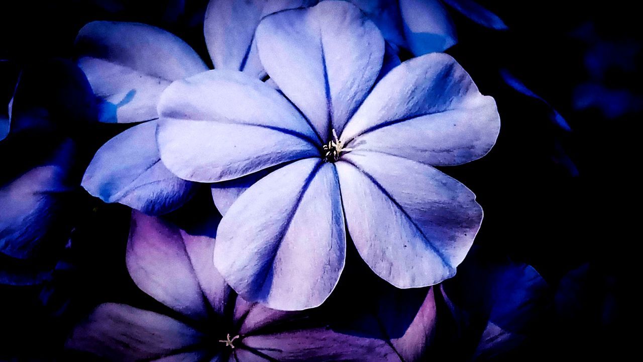 CLOSE-UP OF BLUE FLOWER AT NIGHT