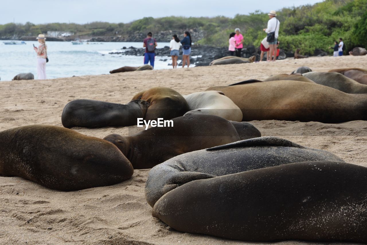 land, sea, beach, animal themes, animal wildlife, relaxation, animal, wildlife, mammal, water, nature, seal, group of people, crowd, marine mammal, group of animals, sunbathing, sand, resting, underwater, day, outdoors, sea lion, summer, travel destinations, aquatic mammal, travel, lying down, adult, trip, vacation, men, harbor seal, medium group of animals, sun