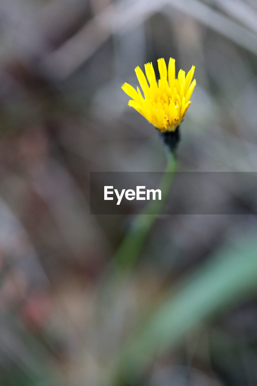 Close-up of yellow flower