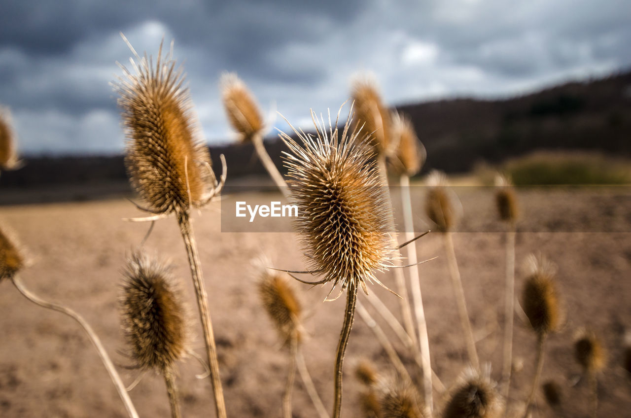 Close-up of thistle on field against sky