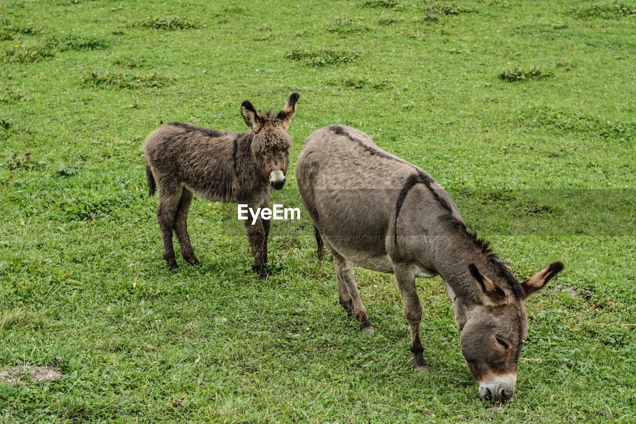 High angle view of donkey and foal grazing on field