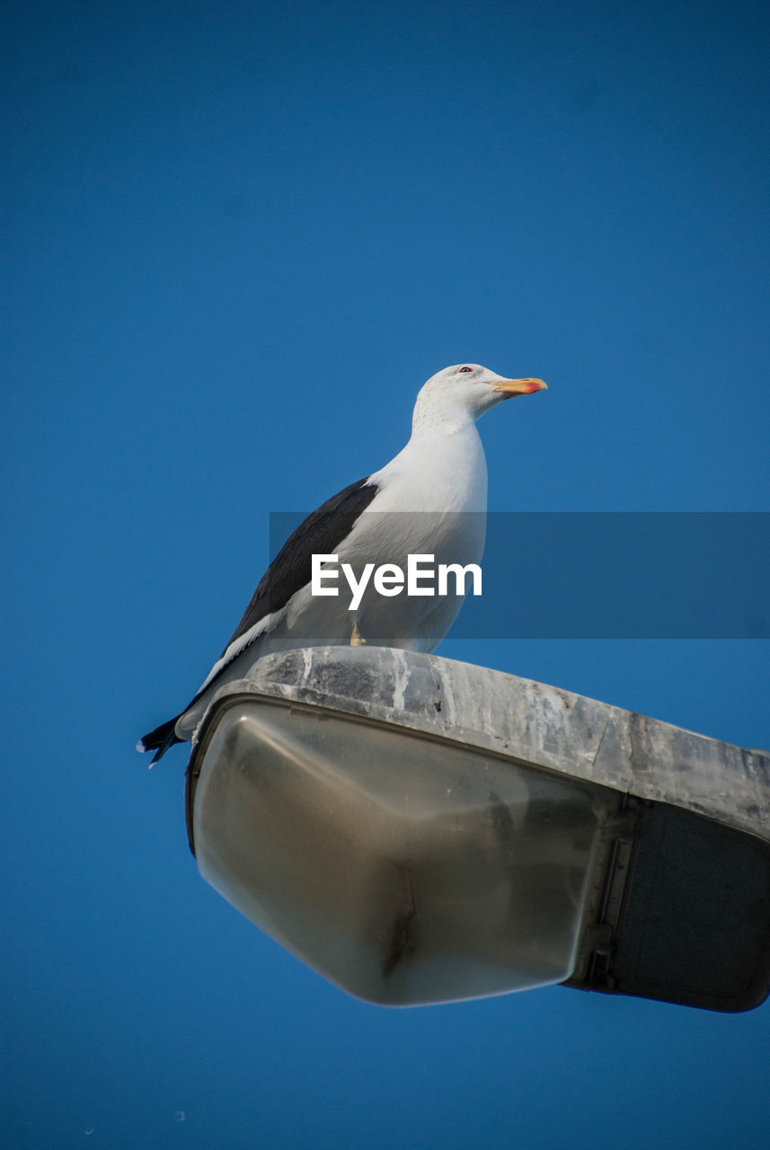 Low angle view of seagull perching on rock against blue sky