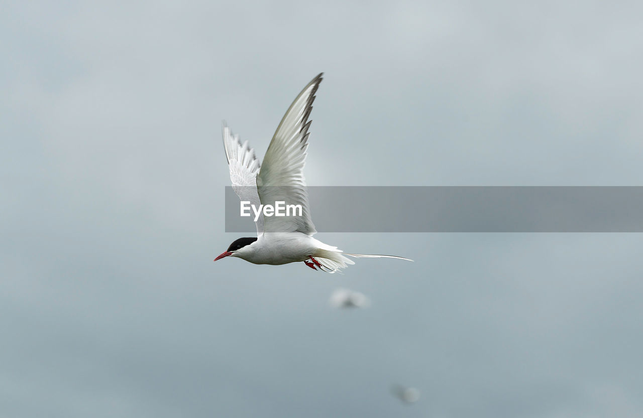 Low angle view of seagull flying