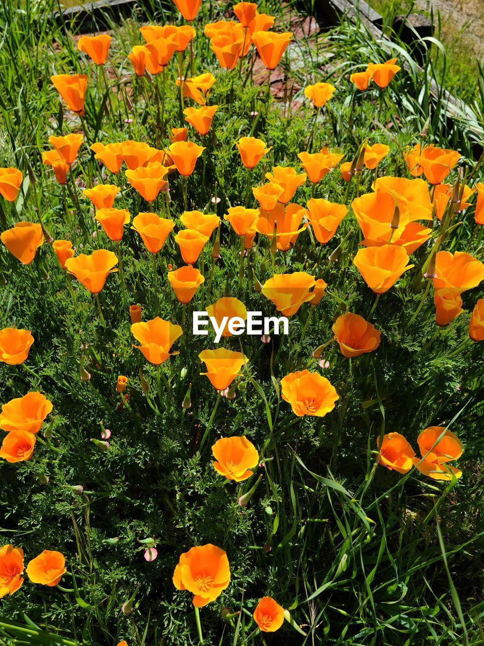 plant, growth, flowering plant, flower, freshness, beauty in nature, orange color, nature, fragility, no people, day, field, poppy, wildflower, high angle view, land, petal, flower head, close-up, inflorescence, outdoors, green, meadow, yellow, grass, botany, full frame, plant part, leaf