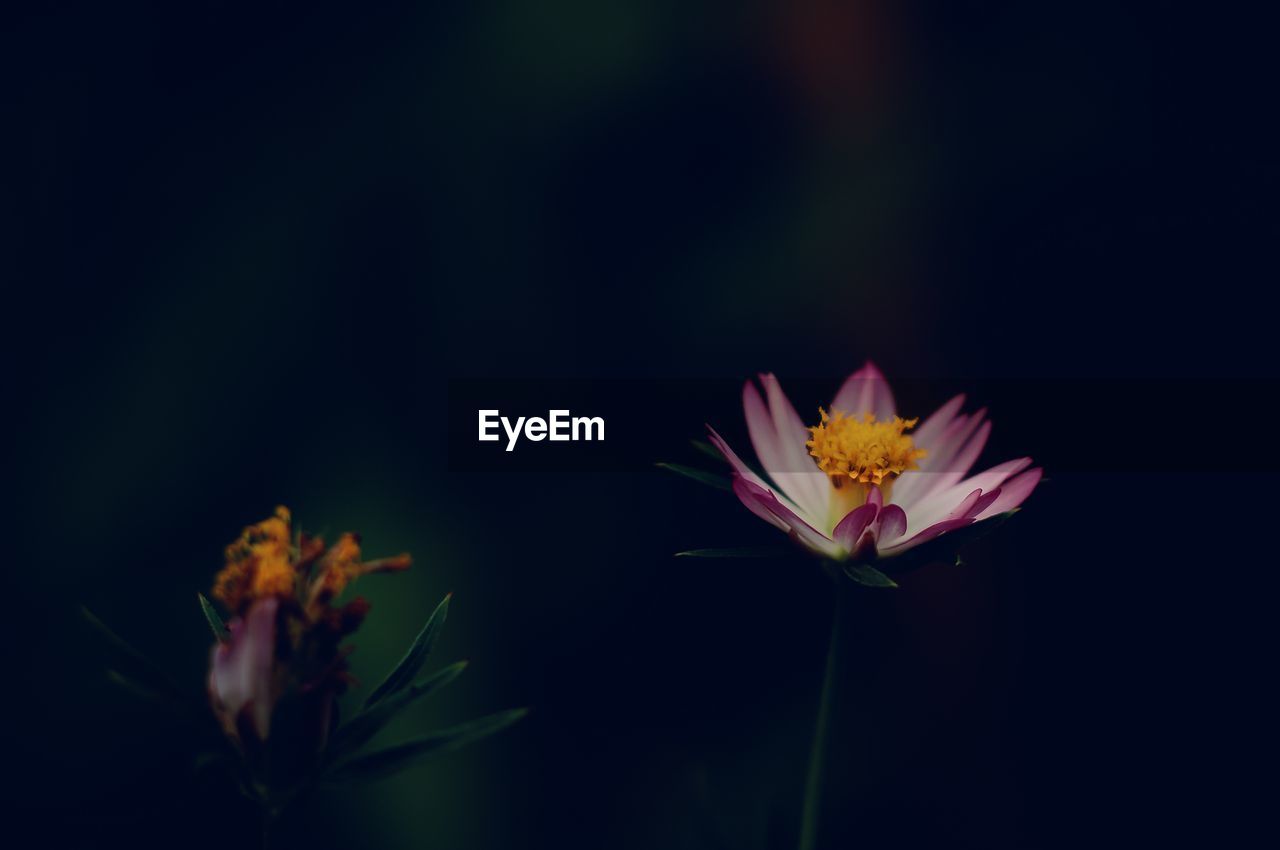 Close-up of pink cosmos flower