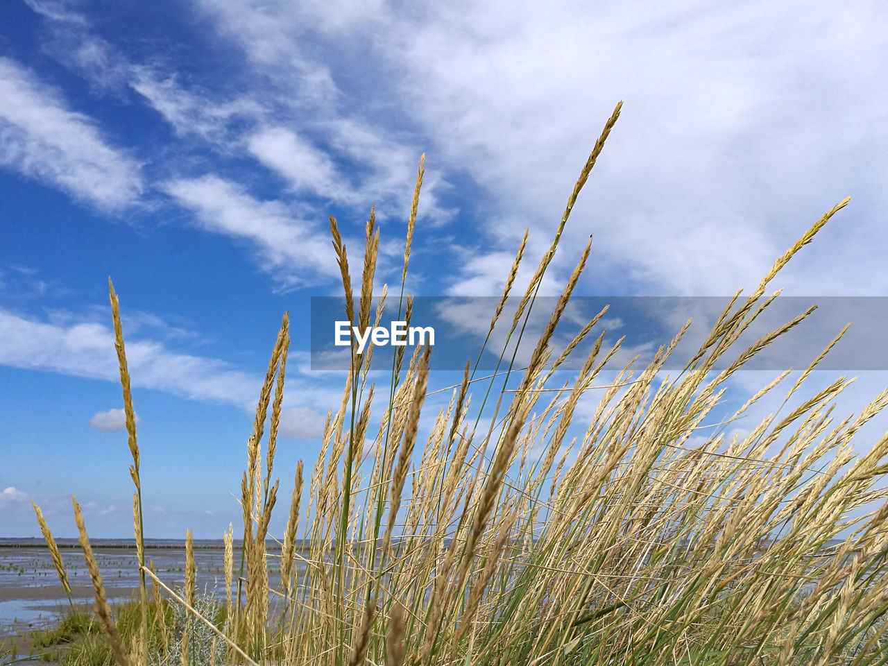LOW ANGLE VIEW OF STALKS AGAINST BLUE SKY
