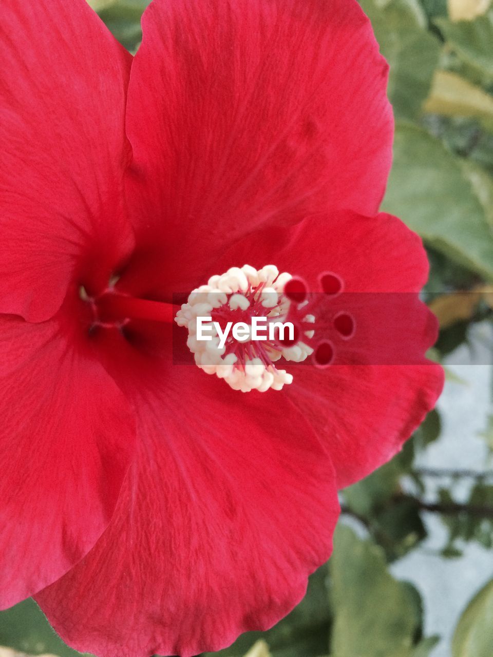 CLOSE-UP OF PINK RED FLOWER BLOOMING OUTDOORS