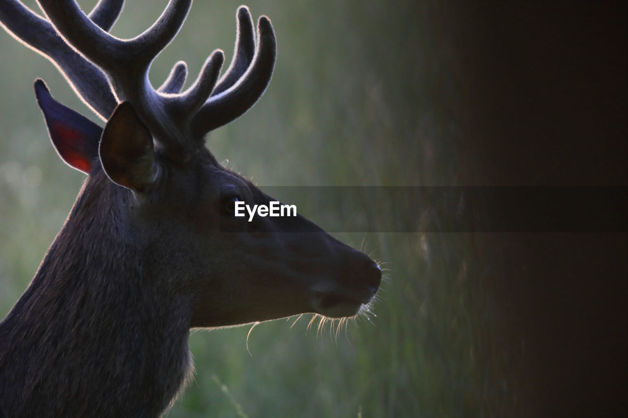 CLOSE-UP OF A DEER